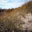 © Marcus - Dune grass and sand close up