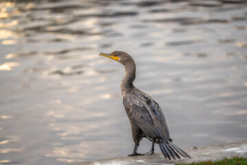 Wall Mural - cormorant in the pond