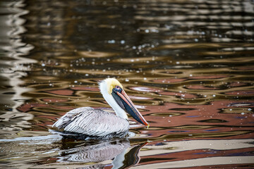 Wall Mural - pelican swimming in a pond