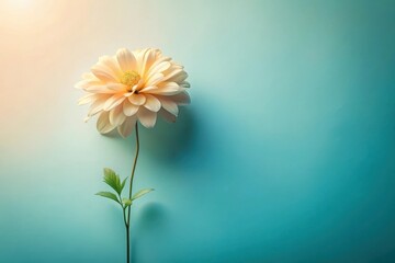 Wall Mural - A single pale blossom on a teal background, illuminated by soft light, evokes a serene and peaceful mood, ideal for designs celebrating tranquility and natural beauty.