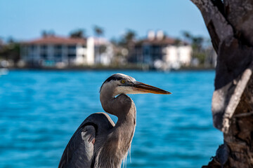 Wall Mural - great blue heron