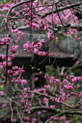 Wall Mural - 鎌倉2502　安国論寺20　紅梅