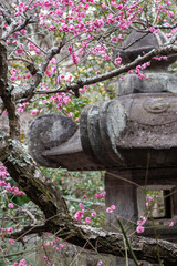 Wall Mural - 鎌倉2502　安国論寺11　紅梅