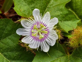 Wall Mural - Passiflora foetida flower in the morning