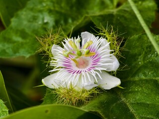 Wall Mural - Passiflora foetida flower in the morning