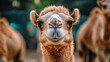 © Kusuma - Camel portrait, zoo background