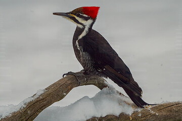 Wall Mural - Pileated Woodpecker in Winter