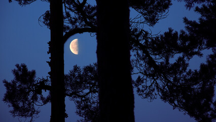 Wall Mural - the crescent moon shines through the trees