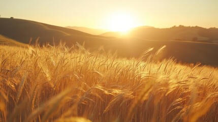 Wall Mural - Golden Hour Wheat Field at Sunset