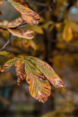 Aufkleber - Autumn leaves showcasing colorful decay in a serene outdoor setting during fall season