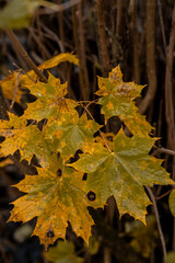 Poster - Autumn leaves turn vibrant shades in a natural setting during a cool fall afternoon