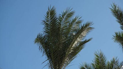 Aufkleber - Tall palm trees with vibrant green fronds stand against a bright blue sky