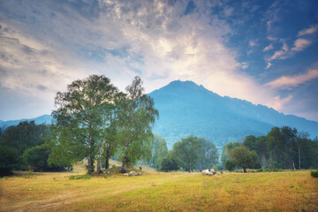 Wall Mural - Beautiful sunshine at misty morning in mountains.