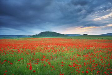 Wall Mural - Nature labdscape composition of poppy field at night and heavy cloudy sky.