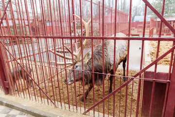 Wall Mural - A deer is standing in a pen with a red gate