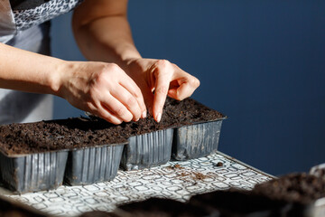 Wall Mural - A woman is planting seeds in small containers