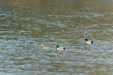 Wall Mural - Mallard swiming