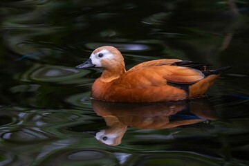 Wall Mural - Ruddy Shelduck on a Tranquil Pond