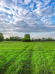 Wall Mural - field of grass with a tree in the middle
