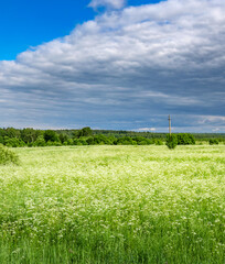 Wall Mural - field of grass with a few trees in the background