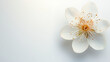 © Julia - Delicate Flower Blossom on White Background