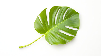 Wall Mural - Single vibrant green leaf isolated on white background (1)