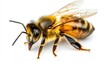 © boy 3344 - Detailed Hyper-realistic image of a honeybee on a pure white background, isolated, sharp details, professional studio lighting