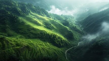 Wall Mural - Serene Green Terraces: A Misty Mountain Valley