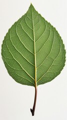 Wall Mural - Delicate Green Leaf Showcasing Intricate Vein Patterns Against a Light Background