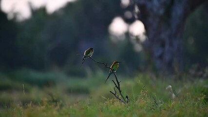 Wall Mural - Bee eater 