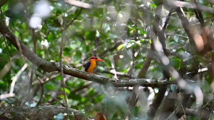 Wall Mural - Dwarf Kingfisher 