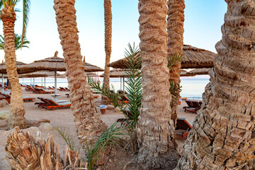 Wall Mural - relaxing beach retreat with palm trees and shaded lounges by the sea during sunset hours