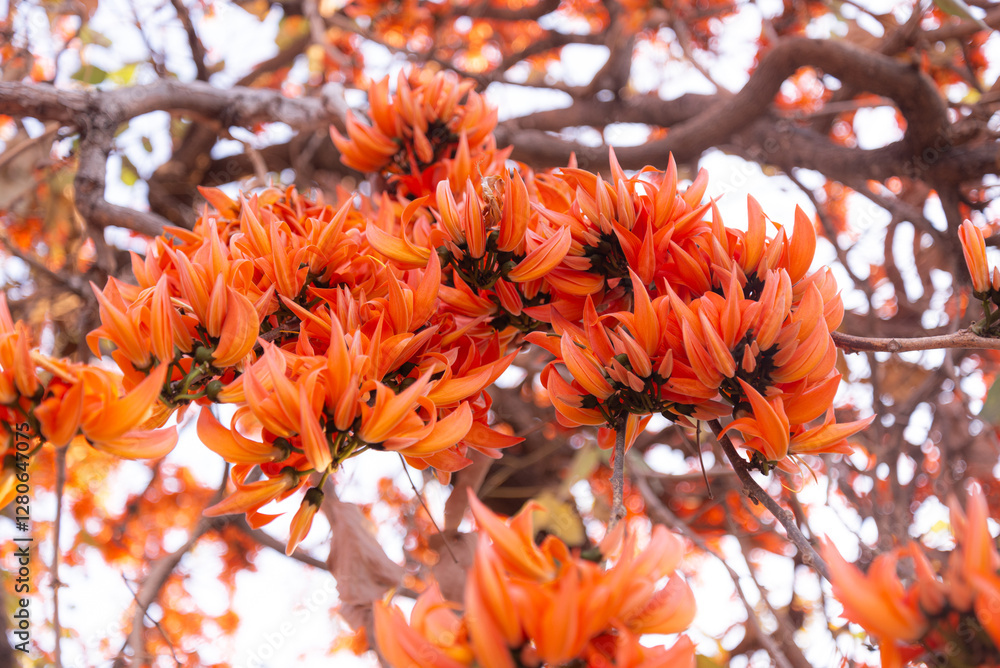 Bright orange flowers of the Flame of the Forest tree in close-up. The flowers are in full bloom. It displays bold and clear colors on a blurred background