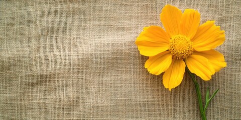 Aufkleber - Bright yellow flower slightly off-center on natural beige burlap background with soft texture highlighting the flower's vibrant petals.