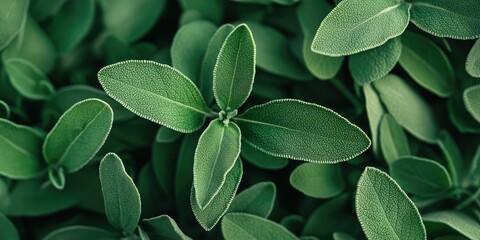 Leinwandbilder - Lush green sage leaves in varying shades of green with textured surfaces arranged densely in a natural pattern above view on a dark background