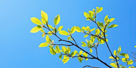 Wall Mural - Vibrant green spring leaves on a slim branch against a bright clear blue sky creating a refreshing and peaceful atmosphere.