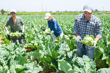 Wall Mural - Plantation workers picking ripe cauliflowers on vegetable field.