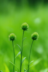 Poster - Three green flowers are standing in a field of green grass. The flowers are small and have a delicate appearance. The scene is peaceful and serene