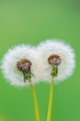 Poster - Two dandelions are standing next to each other in a green field. The dandelions are small and white, with yellow stems. Concept of simplicity and natural beauty