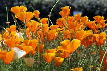 Wall Mural - Side view of a bed of California poppy plants, Devon, England
