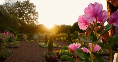Aufkleber - Woman Touching Pink Flowers in a Garden During Golden Sunset Light and Blurred Background