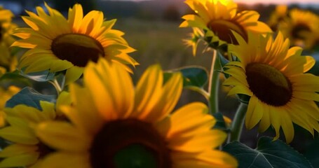 Aufkleber - Sunflowers in a Field at Sunset with Golden Light on Petals and Green Background