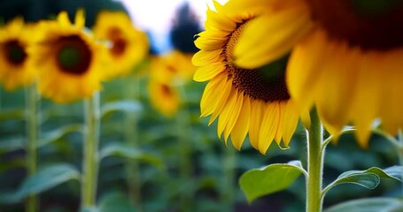 Aufkleber - Close Up Of A Yellow Sunflower With Blurred Background And Other Sunflowers On A Sunny Day