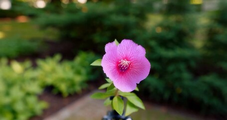 Poster - Close up of a pink flower against blurred green background with soft lighting