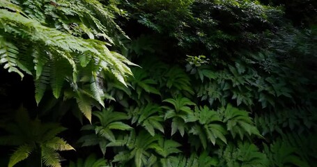 Aufkleber - Dense Forest of Ferns Under Sunlight Shadowing Green Leaves with Dark Background and Tropical Vegetation