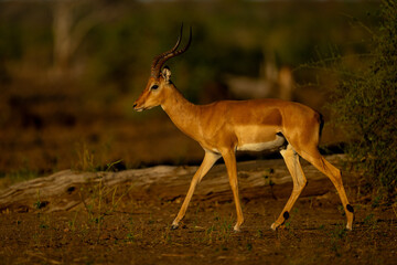 Wall Mural - Male impala walks past bush and log