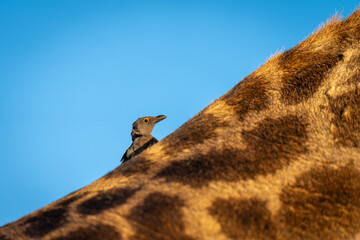 Wall Mural - Juvenile red-billed oxpecker on southern giraffe neck