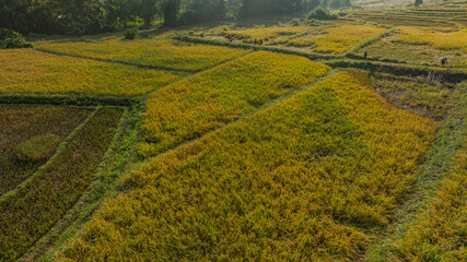 Wall Mural - An aerial view of terraced rice fields in a charming valley of golden rice fields and lush forests covered in morning mist, creating a peaceful and atmospheric rural atmosphere. beautiful nature