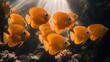 © MABRUR - Coral reef school of orange fish, sunlight rays, underwater scene