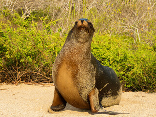 sea lion galapagos islands ecuador
